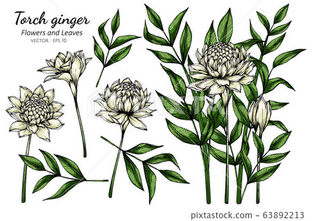 Set of White Torch ginger flower and leaf drawing illustration with line art on white backgrounds. Set of White Torch ginger flower and leaf drawing illustration with line art on white backgrounds. 63892213