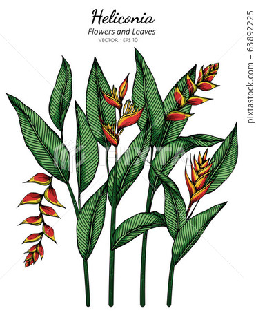 Heliconia flower and leaf drawing illustration with line art on white backgrounds. 63892225