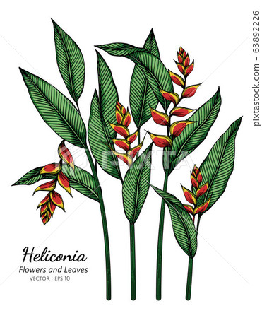 Heliconia flower and leaf drawing illustration with line art on white backgrounds. 63892226
