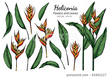 Set of Heliconia flower and leaf drawing illustration with line art on white backgrounds. 63892227