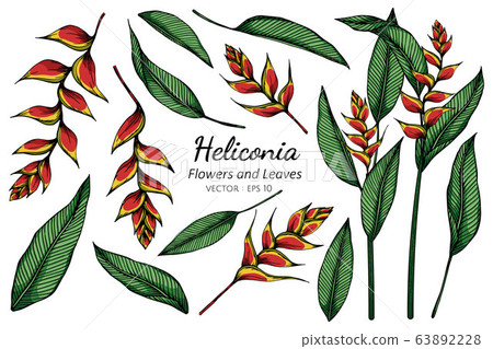 Set of Heliconia flower and leaf drawing illustration with line art on white backgrounds. Set of Heliconia flower and leaf drawing illustration with line art on white backgrounds. 63892228