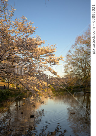 花島公園的櫻花和池塘鴨 63893021