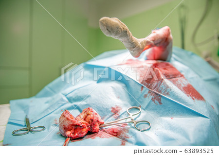 removal of benign tumor on the dog's paw by surgery 63893525
