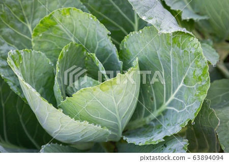 Cabbage vegetables in harvest field for health, food and agriculture concept design Cabbage vegetables in harvest field for health, food and agriculture concept design 63894094