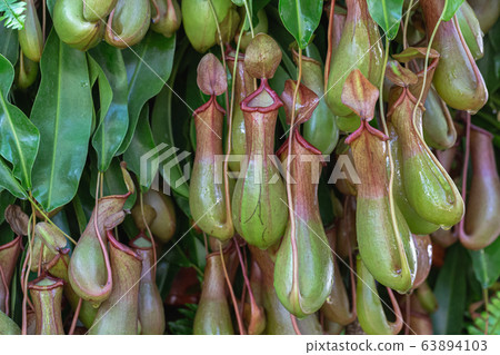 Nepenthes, Tropical pitcher plants and monkey cups (nepenthaceae) in garden. 63894103