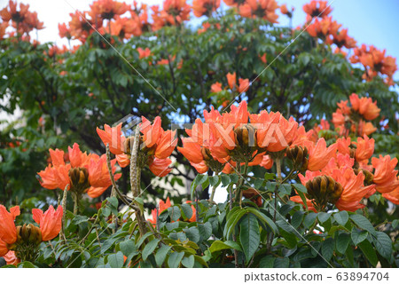 Flame tree in full bloom Flame tree in full bloom 63894704