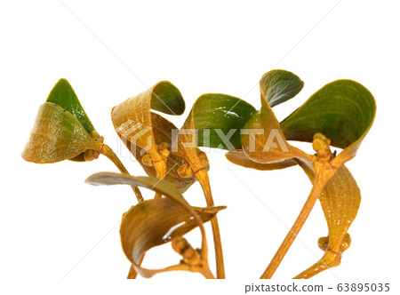 Wet greenish-yellow branch of european mistletoe Wet greenish-yellow branch of european mistletoe 63895035