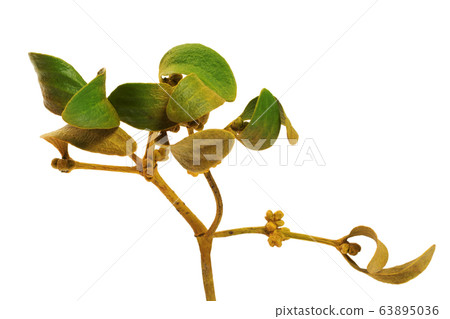 Greenish-yellow branch of european mistletoe Greenish-yellow branch of european mistletoe 63895036