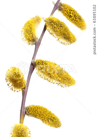 Spring twigs of sharp-leaf willow (Salix Spring twigs of sharp-leaf willow (Salix 63895102