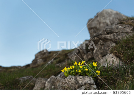 Primrose flower at sunrise Primrose flower at sunrise 63895605