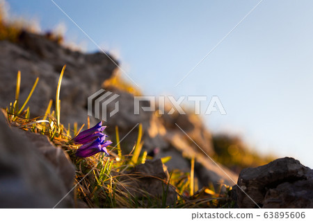 Gentian spring flowers Gentian spring flowers 63895606
