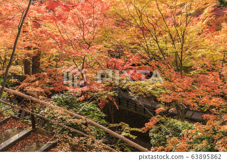 Autumn leaves and maple gardens of Kyoto, - Stock Photo Autumn leaves and maple gardens of Kyoto, - Stock Photo