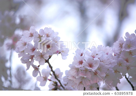 Edohigan cherry tree Edohigan cherry tree 63895978