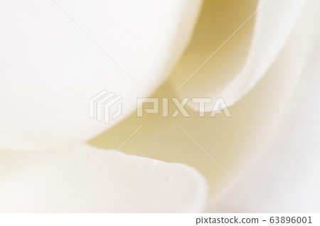 Rose flower fragment macro Rose flower fragment macro 63896001