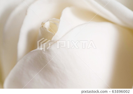 Rose flower fragment macro Rose flower fragment macro 63896002