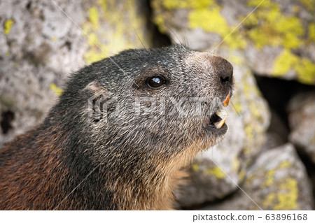 Alert alpine marmot whistling with open mouth to warn others in rocky mountains 63896168