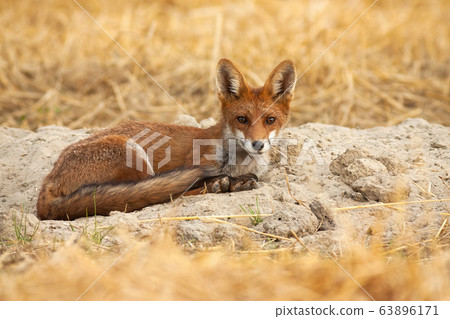Beautiful young red fox lying on the ground and listening attentively 63896171
