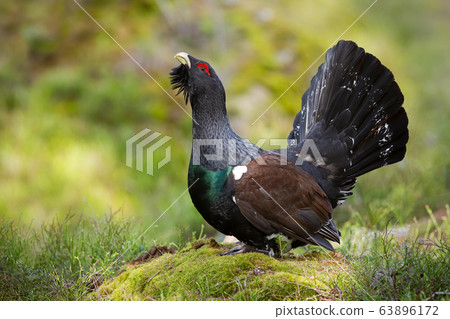 Aggressive western capercaillie male displaying with open tail in forest 63896172