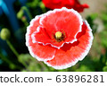 flower red poppy close-up, great design for any purposes. Colorful decoration. Spring floral background. Bright macro color. Floral ornament. Flower background. White background. 63896281