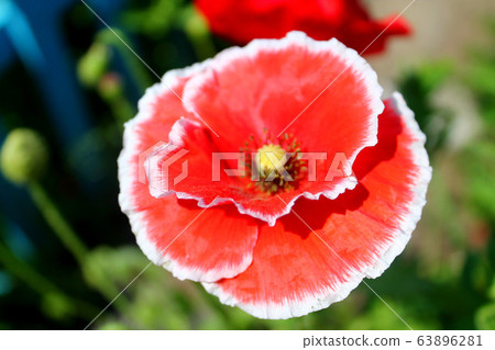 flower red poppy close-up, great design for any purposes. Colorful decoration. Spring floral background. Bright macro color. Floral ornament. Flower background. White background. 63896281