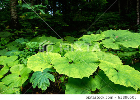 Lush massive burdock in the summer forest 63896503