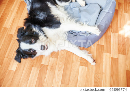 Stay home. Funny portrait of smilling puppy dog 63896774