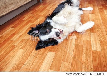 Stay home. Funny portrait of smilling puppy dog Stay home. Funny portrait of smilling puppy dog 63896811