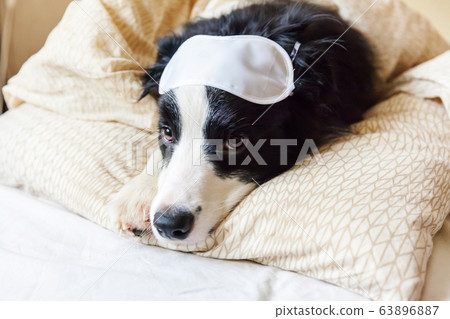Do not disturb me let me sleep. Funny puppy border 63896887