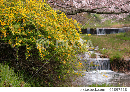 Yamabuki and cherry blossoms Yamabuki and cherry blossoms 63897218