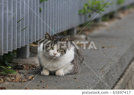 A cat living in the Purification Center, a cat comes out of the fence and sits waiting for someone 63897417