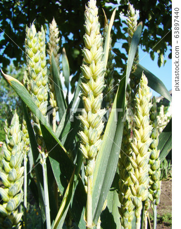 Wheat Wheat 63897440