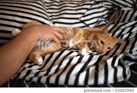 A male hand strokes a red-haired happy cat lying on its stomach in a striped black and white bed. A male hand strokes a red-haired happy cat lying on its stomach in a striped black and white bed. 63897840