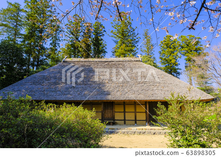 Petals and old houses 63898305