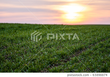 Young green wheat seedlings growing on a field. Agricultural field on which grow immature young cereals, wheat. Wheat growing in soil. Close up on sprouting rye on a field in sunset. Sprouts of rye. Young green wheat seedlings growing on a field. Agricultural field on which grow immature young cereals, wheat. Wheat growing in soil. Close up on sprouting rye on a field in sunset. Sprouts of rye. 63898874