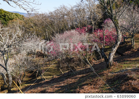 伊豆市修善寺拜林 伊豆市修善寺拜林 63899060