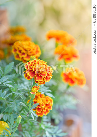 Orange Zinnia flower in backyard flower garden Orange Zinnia flower in backyard flower garden 63899130