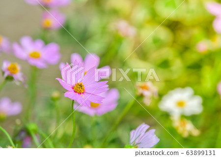 Cosmos flower in backyard flower garden Cosmos flower in backyard flower garden 63899131
