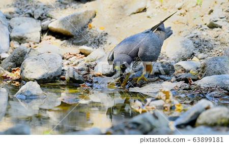 鳥,鳥,猛禽,鷹 鳥,鳥,猛禽,鷹 63899181