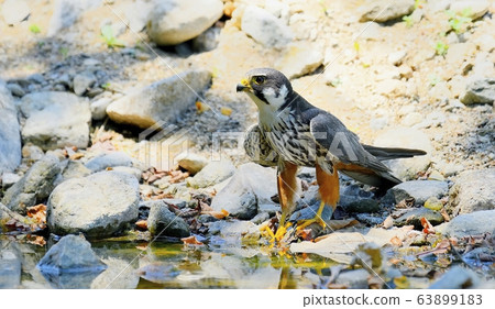 鳥,鳥,猛禽,鷹 鳥,鳥,猛禽,鷹 63899183