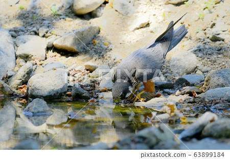 鳥,鳥,猛禽,鷹 鳥,鳥,猛禽,鷹 63899184