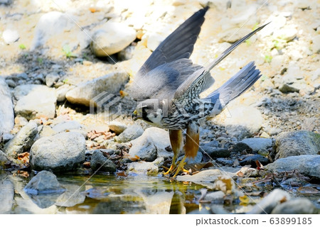 鳥,鳥,猛禽,鷹 鳥,鳥,猛禽,鷹 63899185