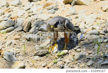 Birds, birds, birds of prey, hawk Birds, birds, birds of prey, hawk 63899187