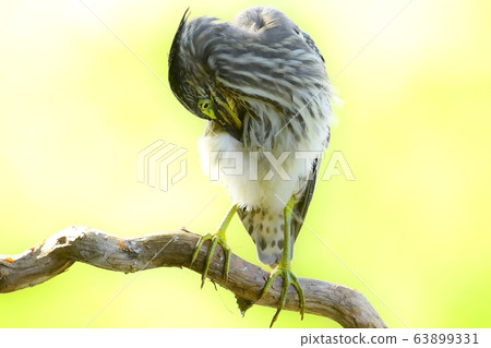 白鷺，鳥，動物 63899331