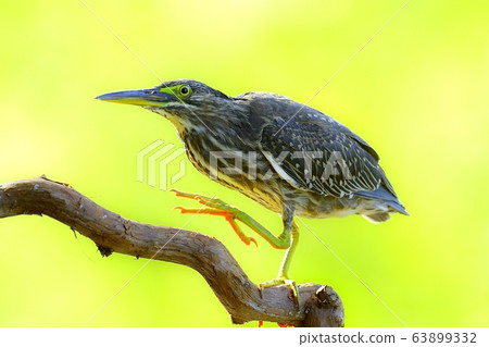 Egret, bird, animal 63899332