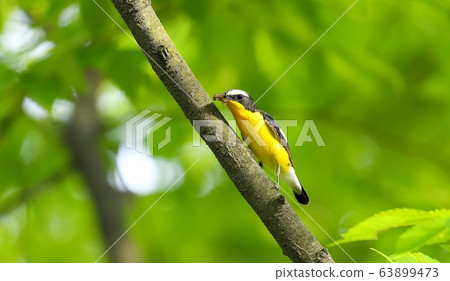 Golden Eyed Bird, 63899473