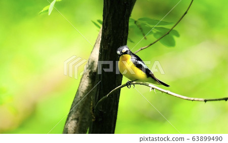 Golden Eyed Bird, Golden Eyed Bird, 63899490