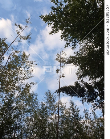 竹林和天空 竹林和天空 63899557