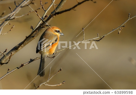 Shrike, bird, animal Shrike, bird, animal 63899598