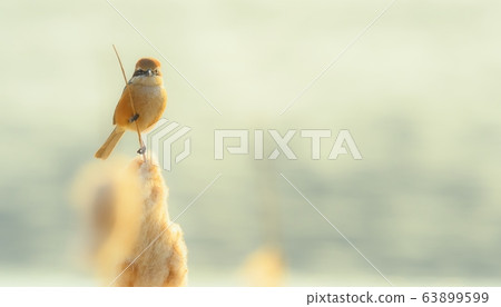 Shrike, bird, animal Shrike, bird, animal 63899599