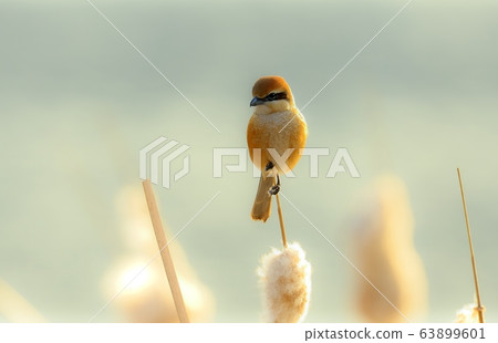 Shrike, bird, animal 63899601